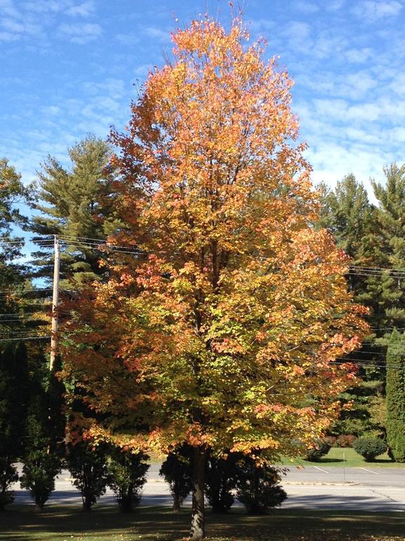 Mcgregor Inn Motel Wilton Bagian luar foto
